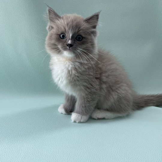 chaton Ragdoll blue mink mitted Ugg Les Ragdolls de la Croisette