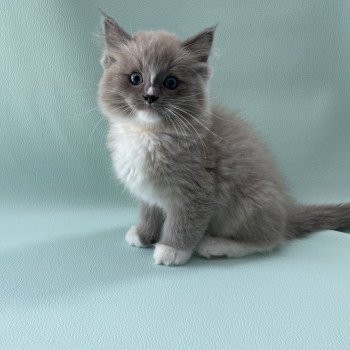 chaton Ragdoll blue mink mitted Ugg Les Ragdolls de la Croisette chaton Ragdoll blue mink mitted Ugg Les Ragdolls de la Croisette
