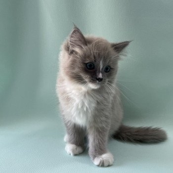 chaton Ragdoll blue mink mitted Ugg Les Ragdolls de la Croisette