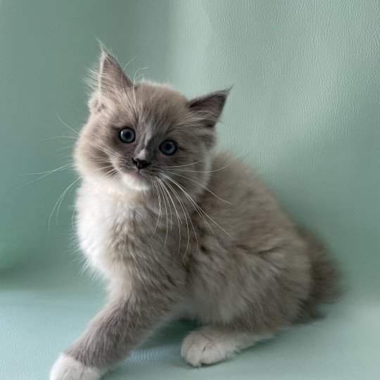 chaton Ragdoll blue mink mitted Ugg Les Ragdolls de la Croisette