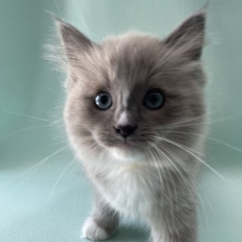 chaton Ragdoll blue mink mitted Ugg Les Ragdolls de la Croisette chaton Ragdoll blue mink mitted Ugg Les Ragdolls de la Croisette