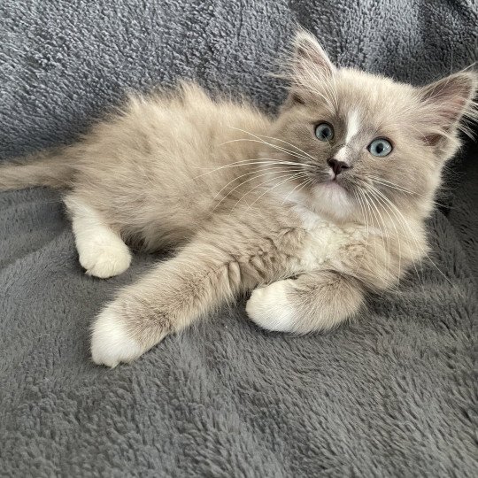 chaton Ragdoll blue mink mitted Ugg Les Ragdolls de la Croisette