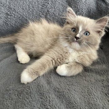 chaton Ragdoll blue mink mitted Ugg Les Ragdolls de la Croisette chaton Ragdoll blue mink mitted Ugg Les Ragdolls de la Croisette