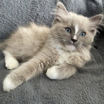 chaton Ragdoll blue mink mitted Ugg Les Ragdolls de la Croisette chaton Ragdoll blue mink mitted Ugg Les Ragdolls de la Croisette