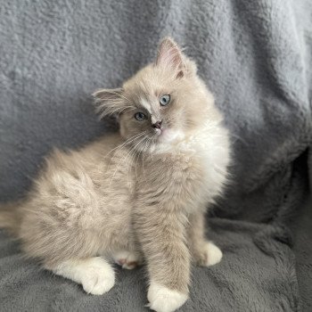 chaton Ragdoll blue mink mitted Ugg Les Ragdolls de la Croisette