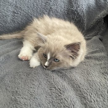 chaton Ragdoll blue mink mitted Ugg Les Ragdolls de la Croisette chaton Ragdoll blue mink mitted Ugg Les Ragdolls de la Croisette