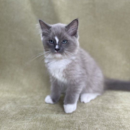 chaton Ragdoll blue mink mitted Ugg Les Ragdolls de la Croisette