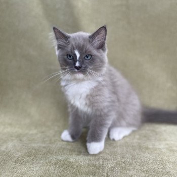 chaton Ragdoll blue mink mitted Ugg Les Ragdolls de la Croisette