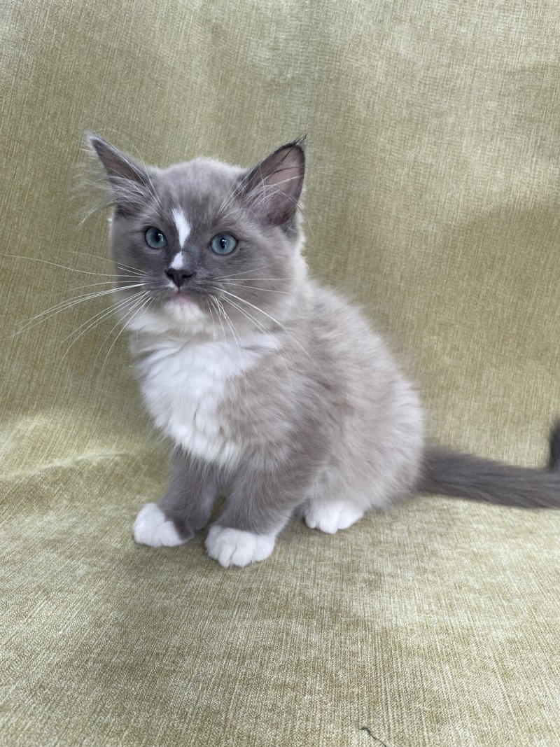 Ugg De La Croisette Mâle Ragdoll