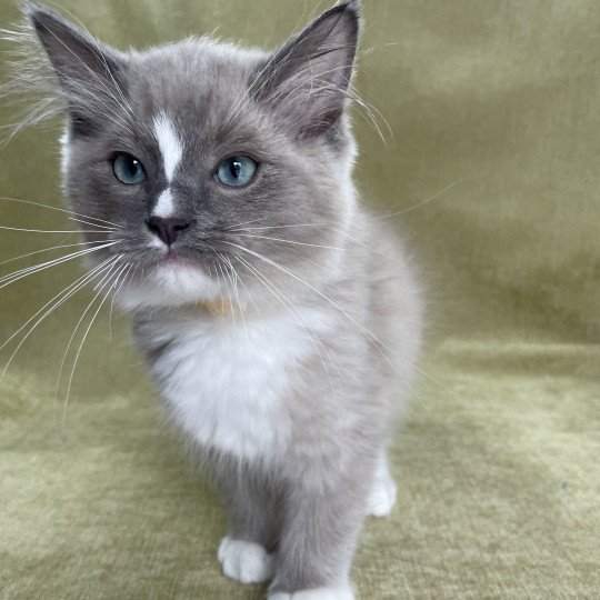 chaton Ragdoll blue mink mitted Ugg Les Ragdolls de la Croisette