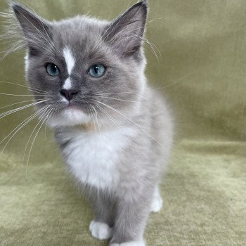 chaton Ragdoll blue mink mitted Ugg Les Ragdolls de la Croisette chaton Ragdoll blue mink mitted Ugg Les Ragdolls de la Croisette