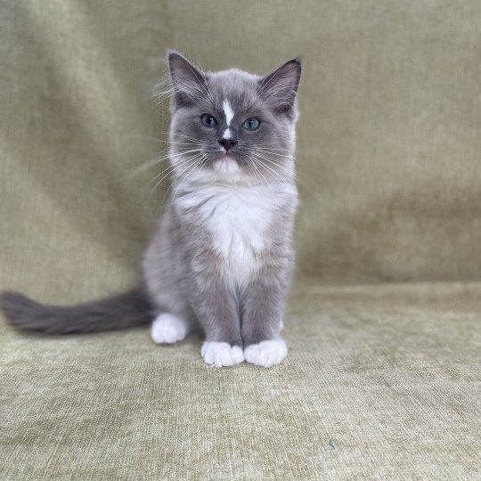 chaton Ragdoll blue mink mitted Ugg Les Ragdolls de la Croisette