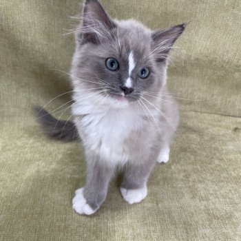 chaton Ragdoll blue mink mitted Ugg Les Ragdolls de la Croisette chaton Ragdoll blue mink mitted Ugg Les Ragdolls de la Croisette
