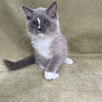 chaton Ragdoll blue mink mitted Ugg Les Ragdolls de la Croisette