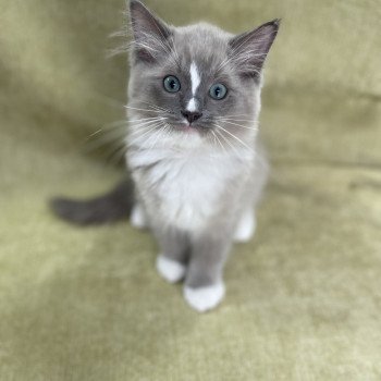 chaton Ragdoll blue mink mitted Ugg Les Ragdolls de la Croisette chaton Ragdoll blue mink mitted Ugg Les Ragdolls de la Croisette