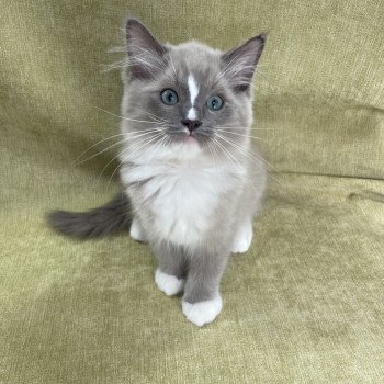 chaton Ragdoll blue mink mitted Ugg Les Ragdolls de la Croisette chaton Ragdoll blue mink mitted Ugg Les Ragdolls de la Croisette