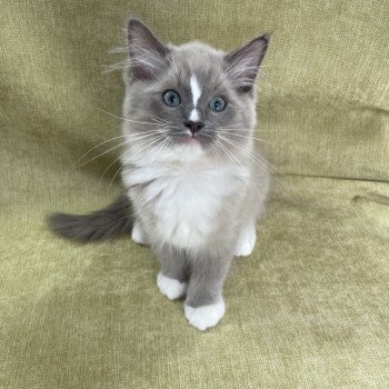 chaton Ragdoll blue mink mitted Ugg Les Ragdolls de la Croisette