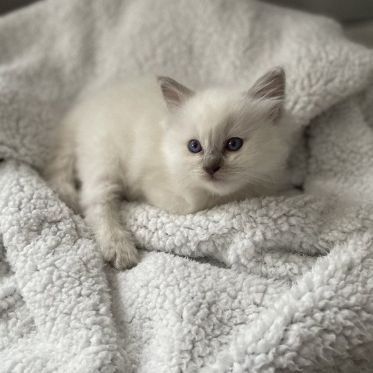 chaton Ragdoll jaune Les Ragdolls de la Croisette