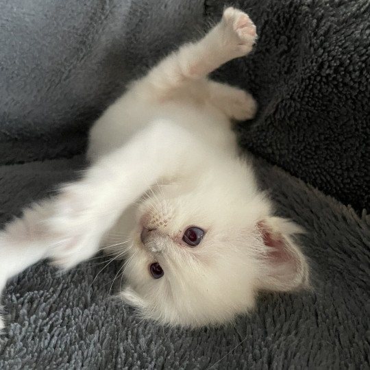 chaton Ragdoll jaune Les Ragdolls de la Croisette