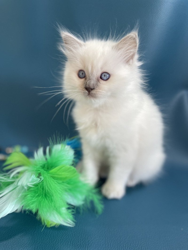 Vykie De La Croisette Femelle Ragdoll