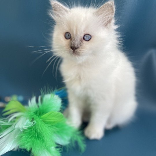 chaton Ragdoll jaune Les Ragdolls de la Croisette