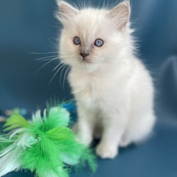 Vykie De La Croisette Femelle Ragdoll