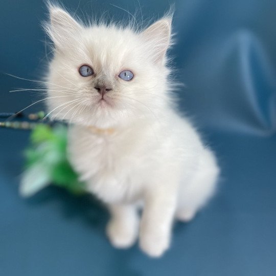 chaton Ragdoll jaune Les Ragdolls de la Croisette