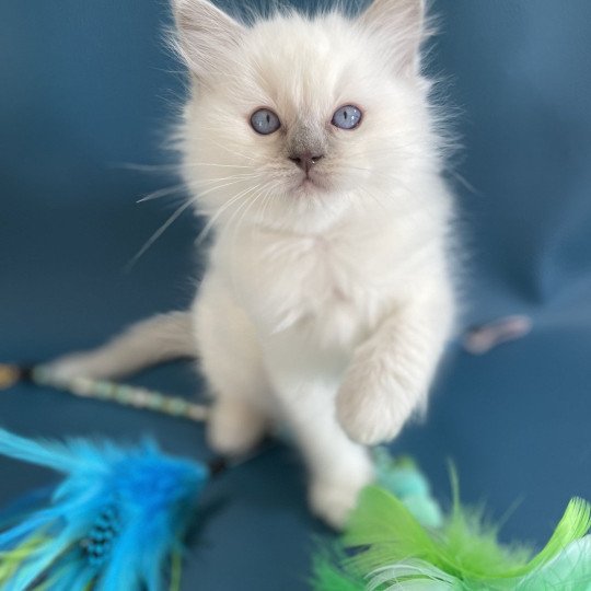 chaton Ragdoll jaune Les Ragdolls de la Croisette