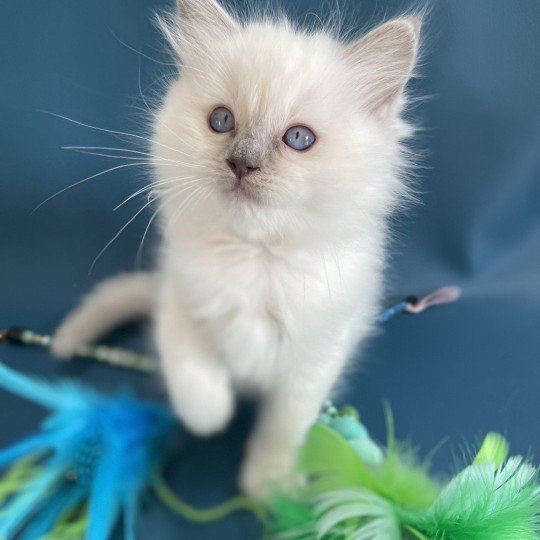 chaton Ragdoll jaune Les Ragdolls de la Croisette