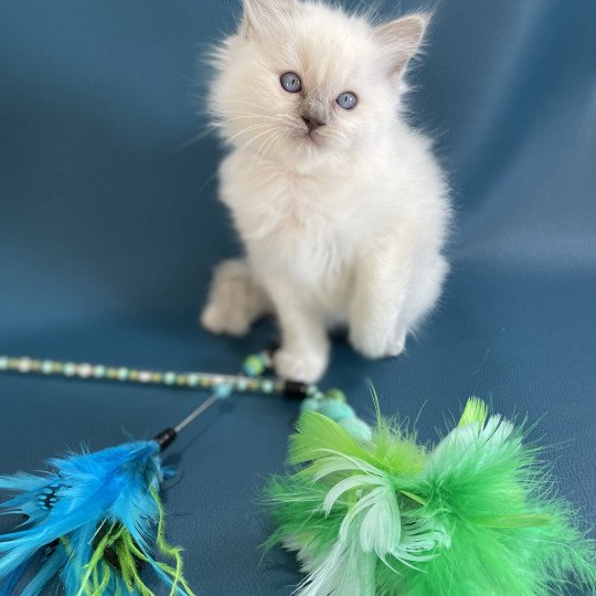 chaton Ragdoll jaune Les Ragdolls de la Croisette
