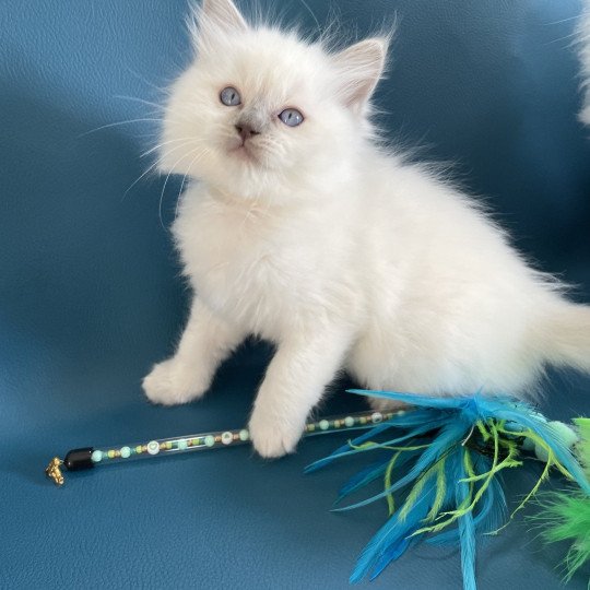 chaton Ragdoll jaune Les Ragdolls de la Croisette