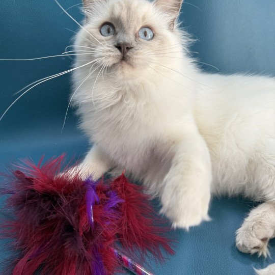 chaton Ragdoll lilac point Vykie Les Ragdolls de la Croisette