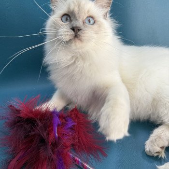 chaton Ragdoll lilac point Vykie Les Ragdolls de la Croisette chaton Ragdoll lilac point Vykie Les Ragdolls de la Croisette