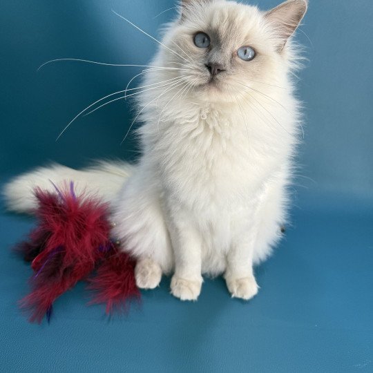 chaton Ragdoll lilac point Vykie Les Ragdolls de la Croisette