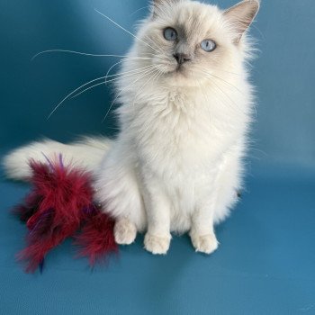 chaton Ragdoll lilac point Vykie Les Ragdolls de la Croisette chaton Ragdoll lilac point Vykie Les Ragdolls de la Croisette