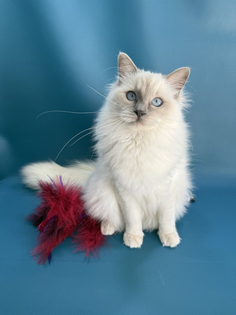 Vykie De La Croisette Femelle Ragdoll