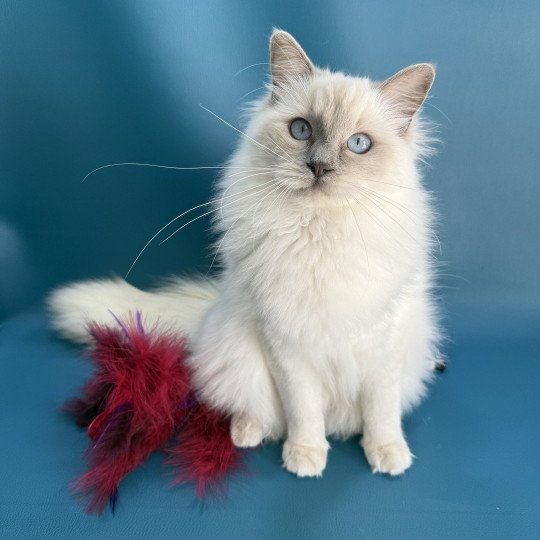 Vykie De La Croisette Femelle Ragdoll