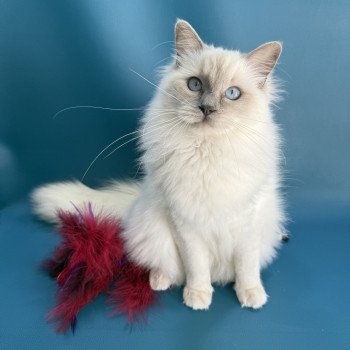 chaton Ragdoll lilac point Vykie Les Ragdolls de la Croisette chaton Ragdoll lilac point Vykie Les Ragdolls de la Croisette