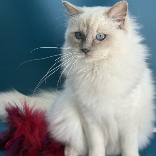 chaton Ragdoll lilac point Vykie Les Ragdolls de la Croisette