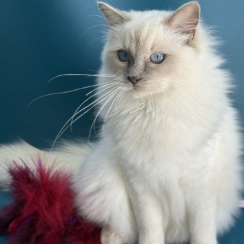 chaton Ragdoll lilac point Vykie Les Ragdolls de la Croisette chaton Ragdoll lilac point Vykie Les Ragdolls de la Croisette