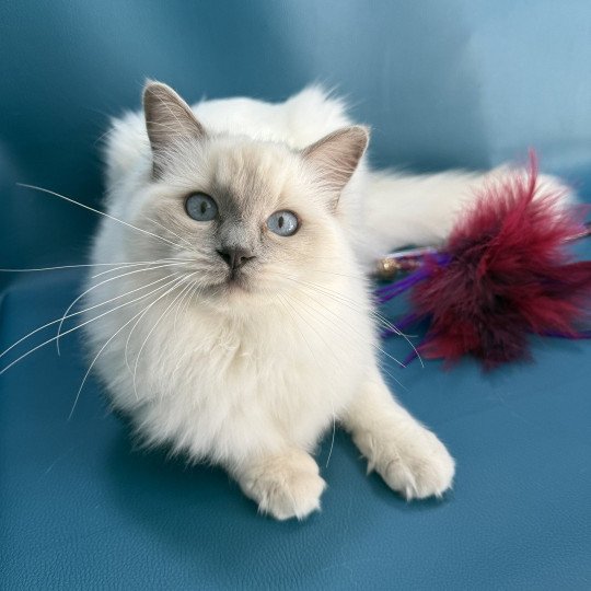 chaton Ragdoll lilac point Vykie Les Ragdolls de la Croisette