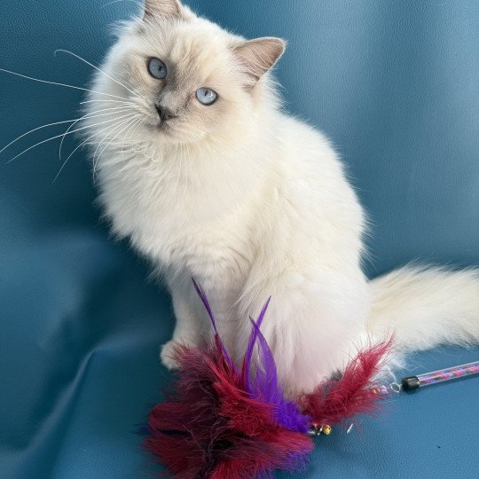 chaton Ragdoll lilac point Vykie Les Ragdolls de la Croisette