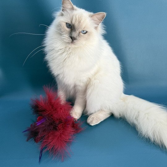 chaton Ragdoll lilac point Vykie Les Ragdolls de la Croisette