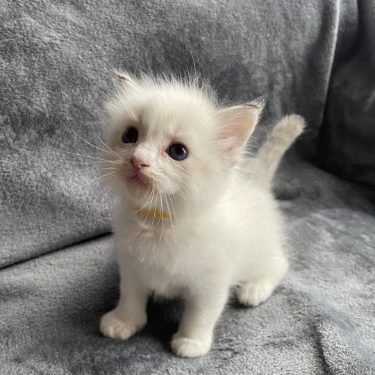 chaton Ragdoll tabby point & blanc jaune Les Ragdolls de la Croisette