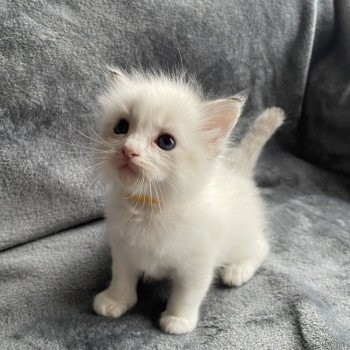 chaton Ragdoll tabby point & blanc jaune Les Ragdolls de la Croisette chaton Ragdoll tabby point & blanc jaune Les Ragdolls de la Croisette