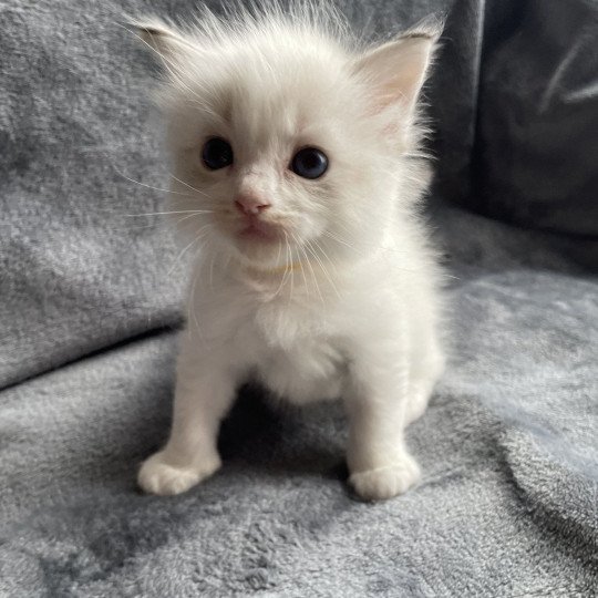 chaton Ragdoll tabby point & blanc jaune Les Ragdolls de la Croisette