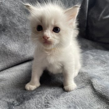 chaton Ragdoll tabby point & blanc jaune Les Ragdolls de la Croisette chaton Ragdoll tabby point & blanc jaune Les Ragdolls de la Croisette