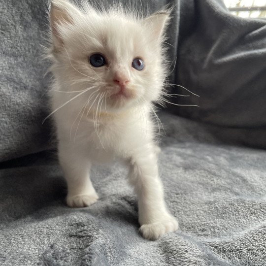 chaton Ragdoll tabby point & blanc jaune Les Ragdolls de la Croisette