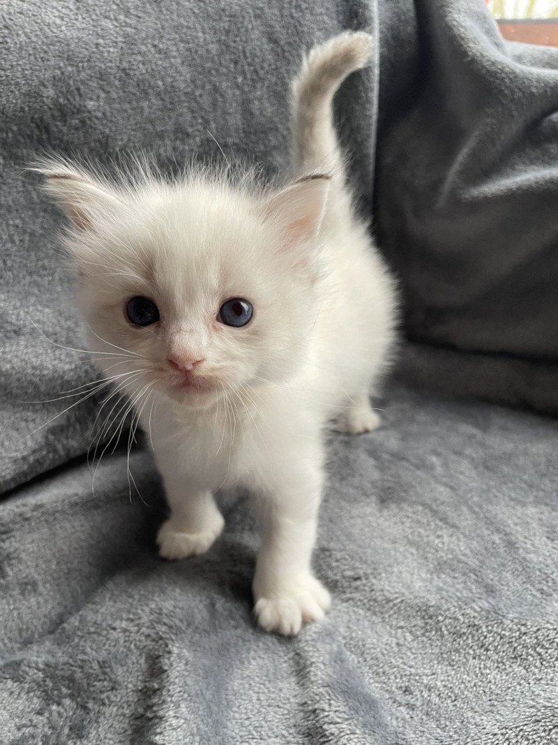 Amour De La Croisette Femelle Ragdoll