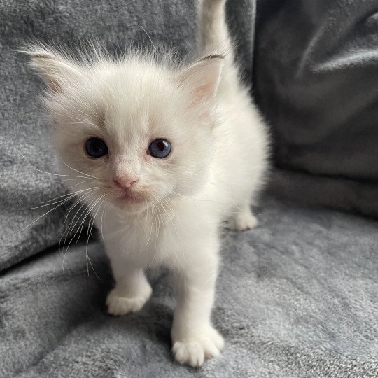 chaton Ragdoll tabby point & blanc jaune Les Ragdolls de la Croisette
